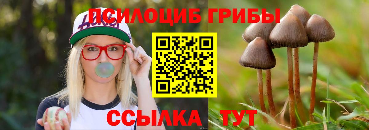 Галлюциногенные грибы Psilocybe Борзя